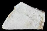 Bargain, Fossil Pea Crab (Pinnixa) From California - Miocene #74468-1